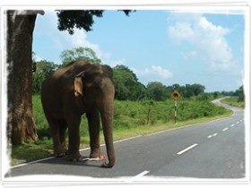 motorbike tour sri lanka